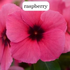 Насіння квітів катарантуса (барвінку) Тату F1, 100 шт, raspberry