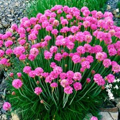 Семена цветов армерии приморской, 0.05 г., розовый