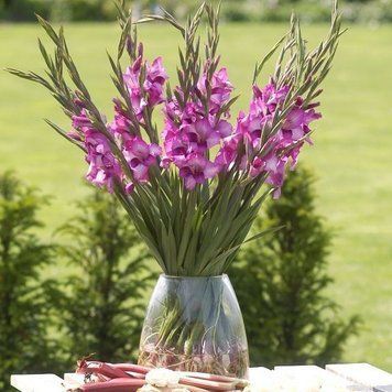 Цибулини гладіолуса Тіна (серія Glamini), 2 шт.