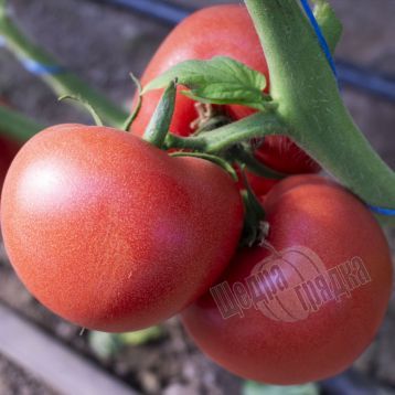 Семена томата (помидора) Панамера F1