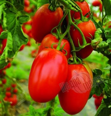Насіння томату (помідора) Інкас F1