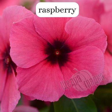 Насіння квітів катарантуса (барвінку) Тату F1, 100 шт, raspberry