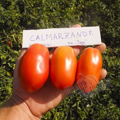 Насіння томату (помідора) Калмарзано F1