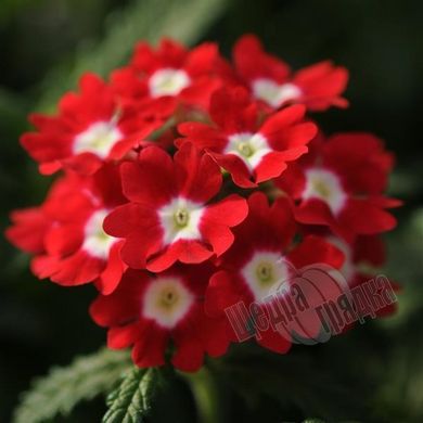 Насіння квітів вербени Кварц F1, 100 шт, червоний із вічком