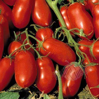 Семена томата (помидора) Инкас F1