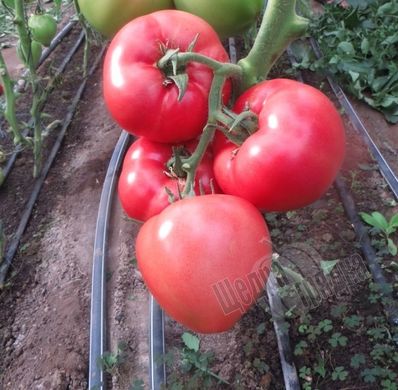 Насіння томату (помідора) Панамера F1