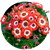 Насіння квітів цинерарії (перикаліс)