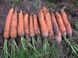 Семена моркови Фиго F1 (2,2 - 2,4 мм), 1 г.