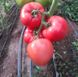 Семена томата (помидора) Панамера F1