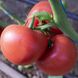 Насіння томату (помідора) Панамера F1