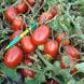 Насіння томату (помідора) Інкас F1