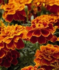 Насіння квітів чорнобривців Сафарі, 1000 шт, скарлет