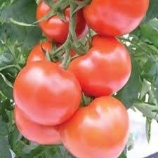Насіння томату (помідора) Бетмен F1