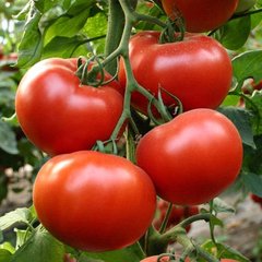 Насіння томату (помідора) Аламіна F1