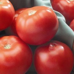 Насіння томату (помідора) Флорида F1