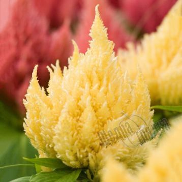Насіння квітів целозії волотистої Айс Крем, 200 шт., світло-жовтий