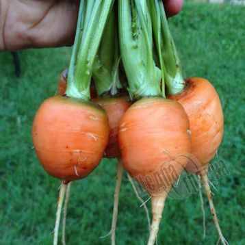 Семена моркови Парижский рынок