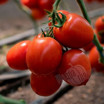 Насіння томату (помідора) KS 3819 F1