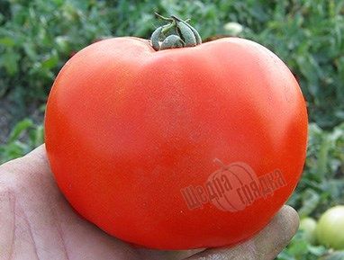 Насіння томату (помідора) Каста (Супернова) F1, 50 шт