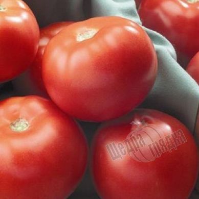 Насіння томату (помідора) Флорида F1, 10 шт