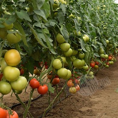 Насіння томату (помідора) Аламіна F1
