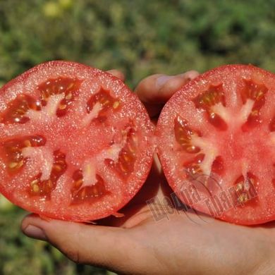 Насіння томату (помідора) Каста (Супернова) F1, 1000 шт