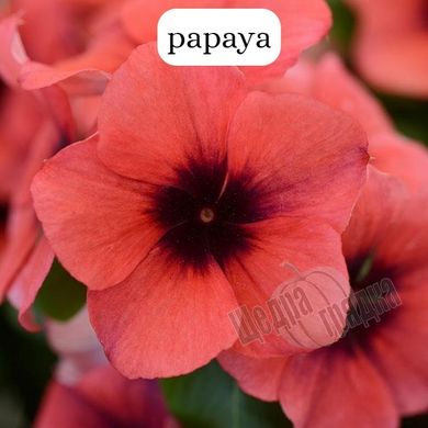 Семена цветов катарантуса (барвинка) Тату F1, 100 шт, papaya