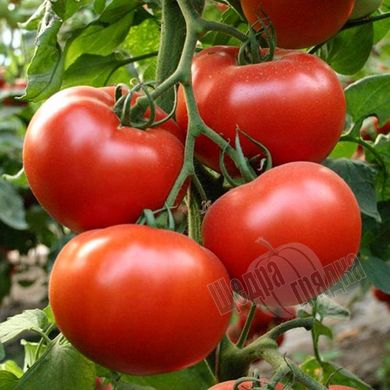 Семена томата (помидора) Аламина F1