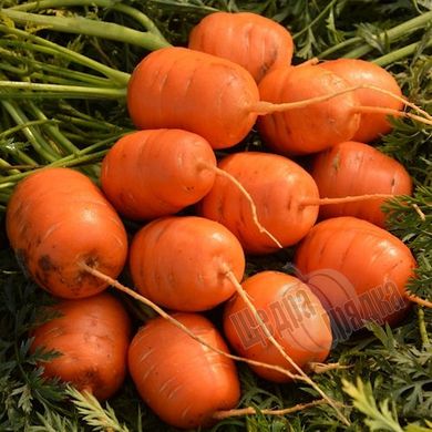 Семена моркови Парижский рынок