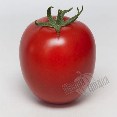 Семена томата (помидора) KS 3819 F1