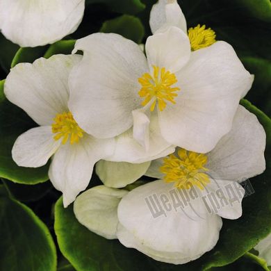 Насіння квітів бегонії вічноквітучої Спринт Плюс F1, 1000 шт, білий