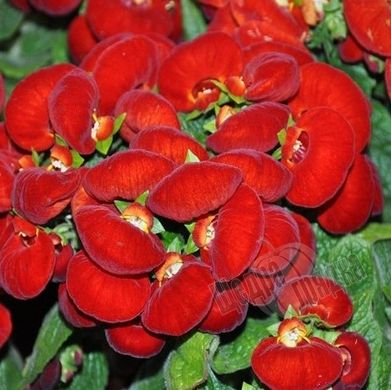 Семена цветов кальцеолярии Данти F1, 100 шт (драже), красный
