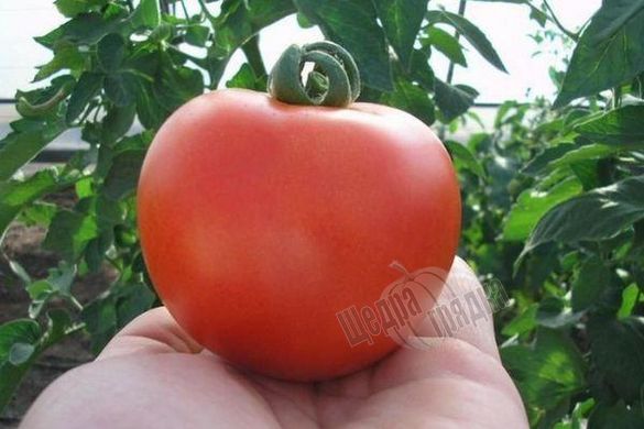 Семена томата (помидора) Флорида F1, 10 шт