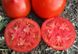 Насіння томату (помідора) Каста (Супернова) F1, 50 шт