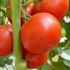 Насіння томату (помідора) Флорида F1, 10 шт