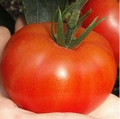 Насіння томату (помідора) Полфаст F1, 1000 шт
