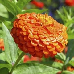 Семена цветов циннии изящной Гиганты Бенари, 100 шт, оранжевый