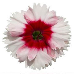 Семена цветов гвоздики Диана F1, 100 шт, белый с красным глазком
