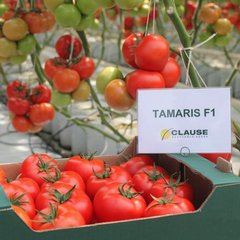 Семена томата (помидора) Тамарис F1
