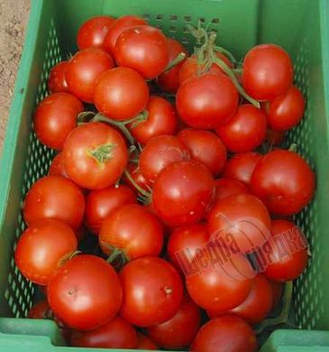 Семена томата (помидора) Лилос F1