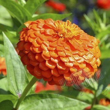 Насіння квітів цинії витонченої Гіганти Бенарі, 100 шт, помаранчевий