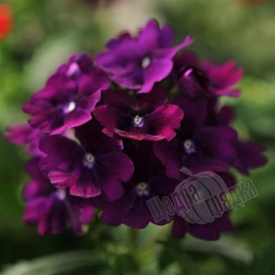Насіння квітів вербени Кварц F1, 100 шт, пурпуровий