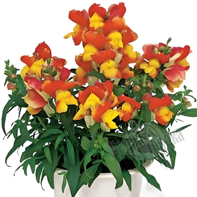 Семена цветов антирринума Флорал Шоуэрс (Floral Showers) F1, 100 шт, априкот биколор