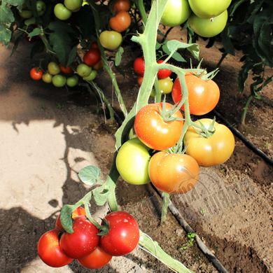 Насіння томату (помідора) Лілос F1
