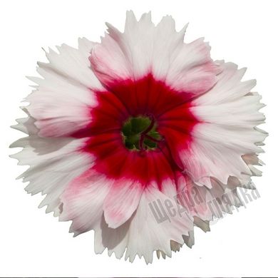 Семена цветов гвоздики Диана F1, 100 шт, белый с красным глазком