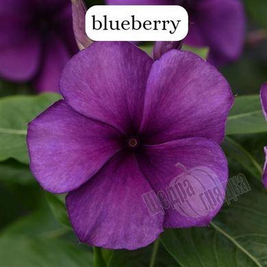 Насіння квітів катарантуса (барвінку) Тату F1, 100 шт, blueberry