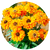 Насіння квітів рудбекії