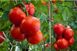 Насіння томату (помідора) Полфаст F1