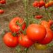 Насіння томату (помідора) Тамаріс F1