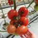 Насіння томату (помідора) Тамаріс F1
